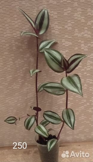 Традесканция