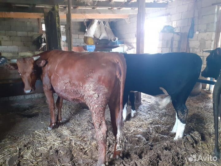 Продаю тёлок на мясо 7 голов