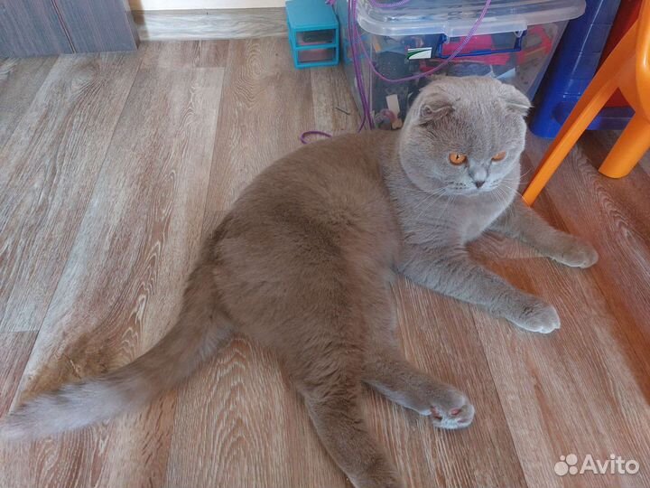 Британский кот на вязку
