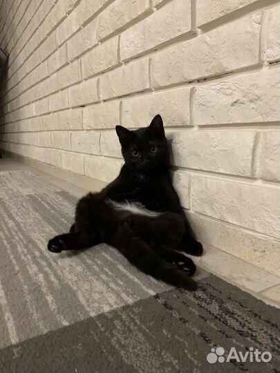 Красивая умная кошечка