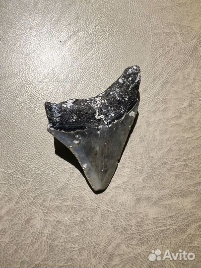 Зуб акулы мегалодон