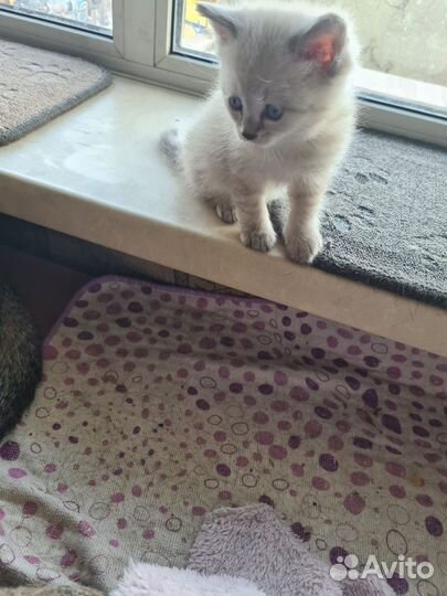 Кошки