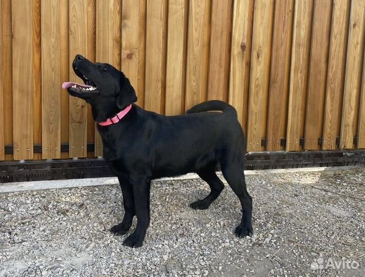 Щенок лабрадора