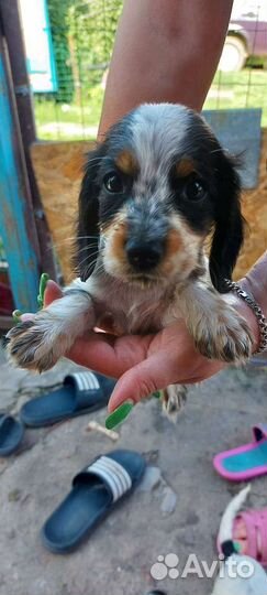 Щенки русского спаниеля