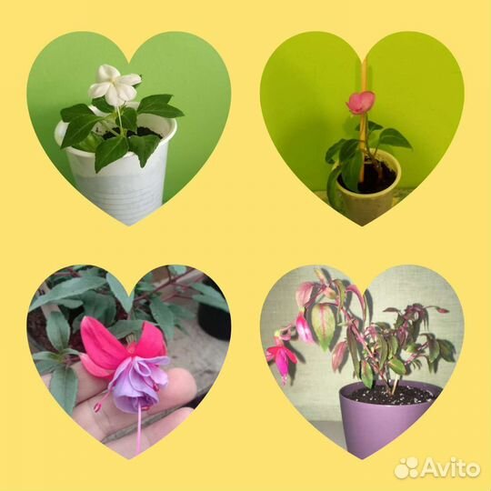 Фуксия и бальзамин (неугосимка,мокрый Ванька.)