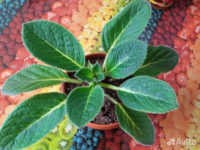 Глоксиния махровая