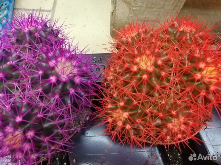 Комнатные растения