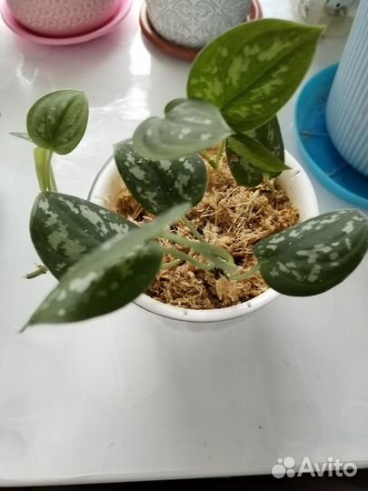 Сциндапсус