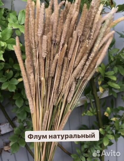 Цветы сухоцветы