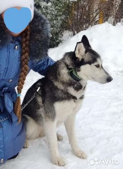 Ошейники разные, поводки