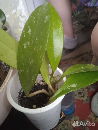 Хойя публикалис