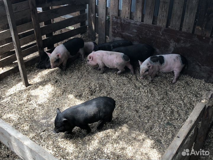 Вьетнамск вислобрюхий поросенок