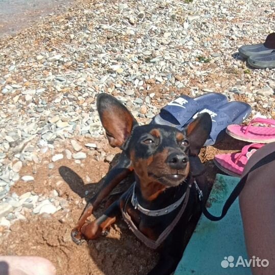 Щенки цвергпинчера