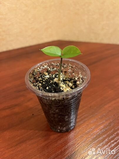 Замиокулькас