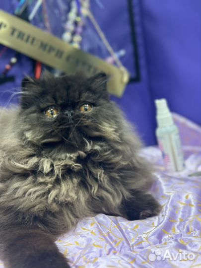 Персидский котёнок