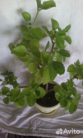 Плекрантус-шпороцветник (Мята декоративная)