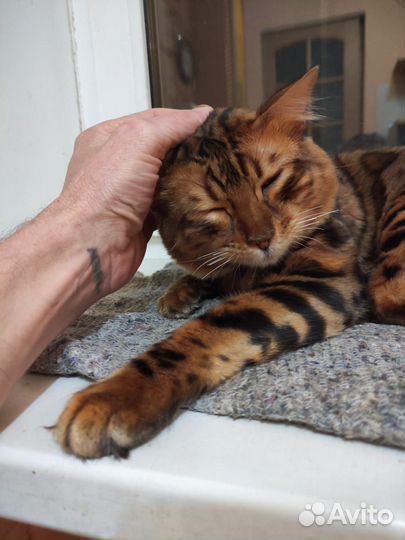 Бенгальский кот