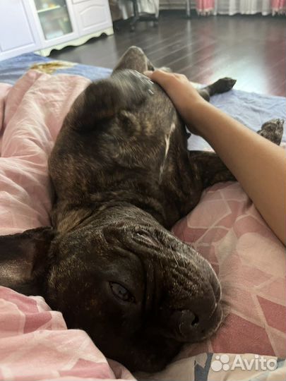 Передержка собак