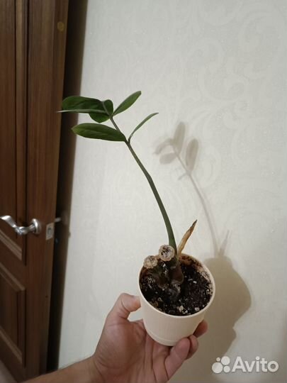 Замиокулькас долларовое дерево