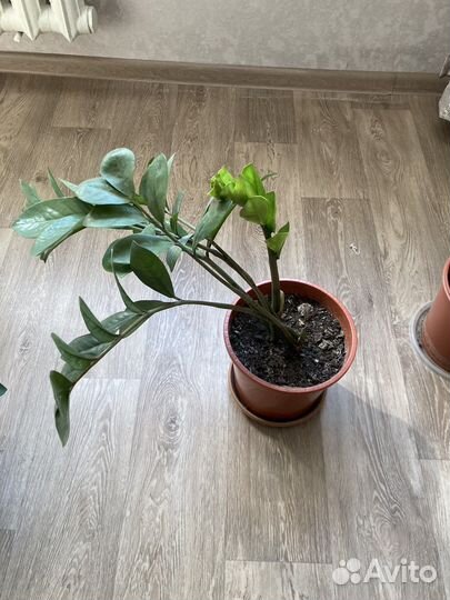 Замиокулькас