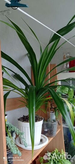 Комнатные цветы