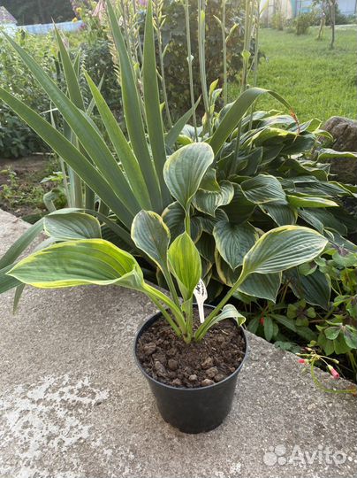 Хоста Aureomarginata