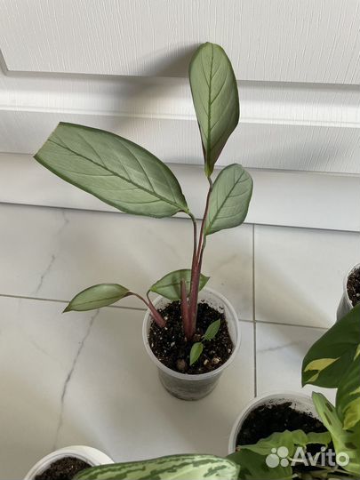 Калатея, маранта, агланема набор