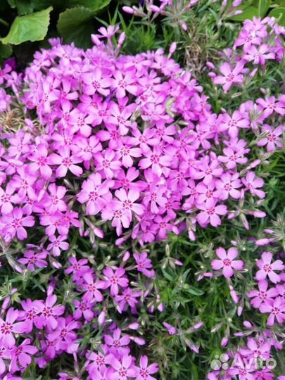 Многолетники