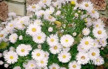 Сентябрина