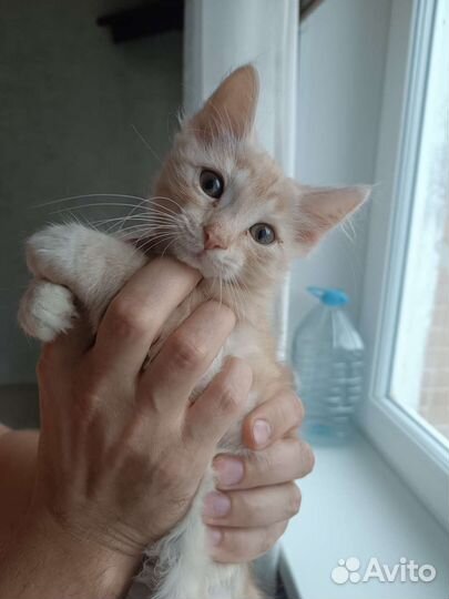 Котёнок ласковый в дар