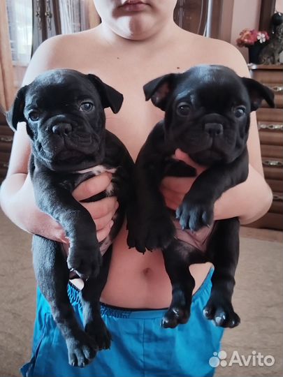 Девочки француженки