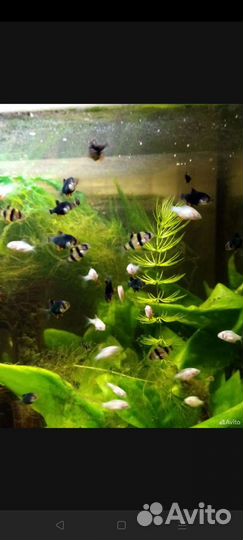 Аквариум с рыбками