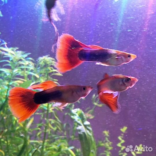 Рыбки разных пород и растения