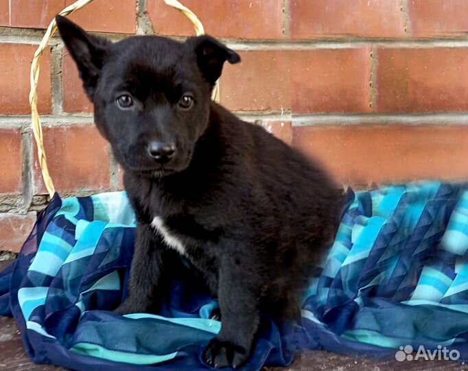 Щенок-девочка Багира в дар