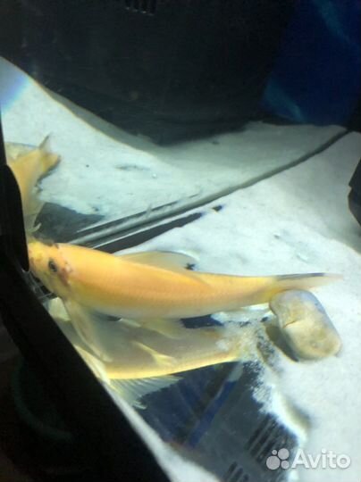 Гиринохейлус