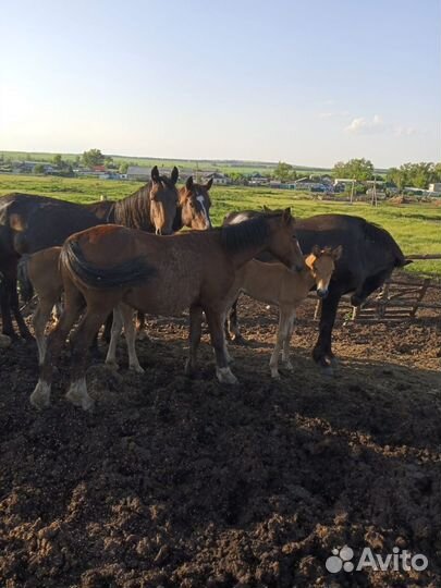 Лошади жеребята