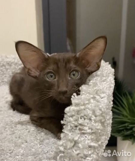 Чудо мальчик