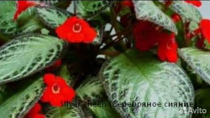 Эписции сортовые