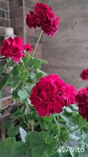 Пеларгония Ирида Капля Черники+