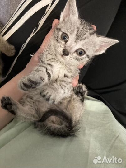 Котята 2 мес