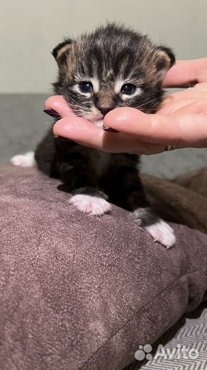 Котенок Мейн-Кун