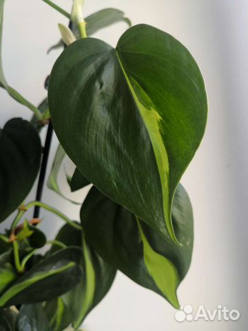 Филодендрон сканденс Бразил