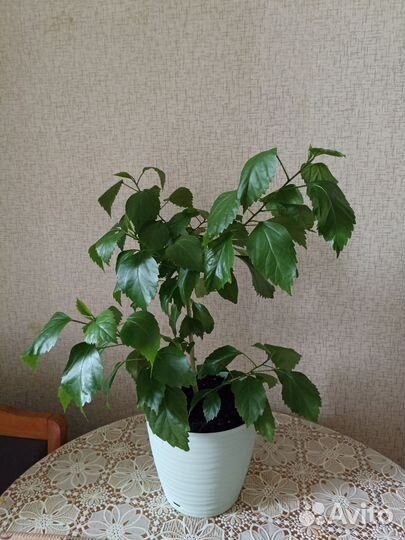 Гибискус комнатный