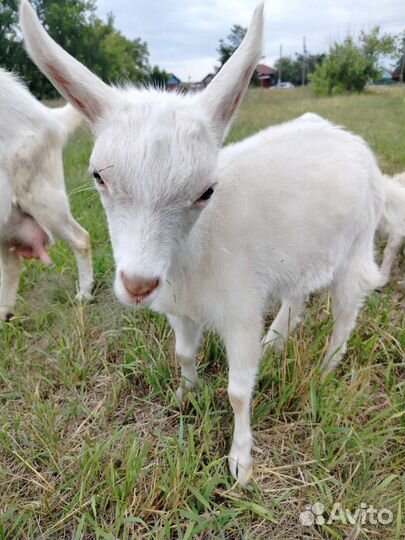 Козел, козлята