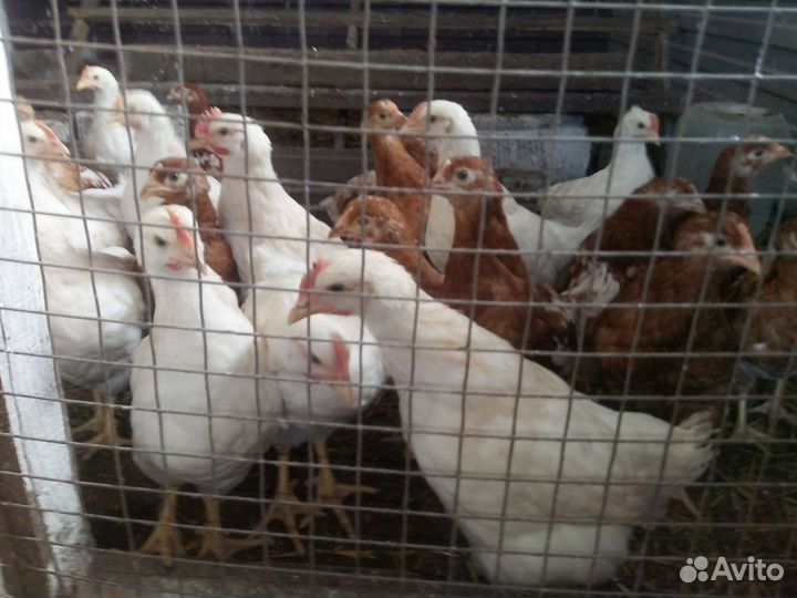 Молодые петушки