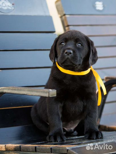 Щенки лабрадора из питомника