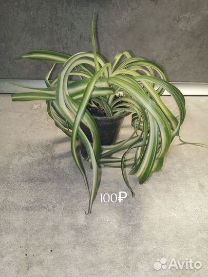 Хлорофитум кудрявый