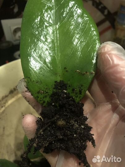 Замиокулькас