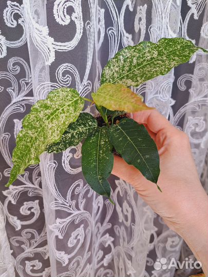 Фикус Нью клон
