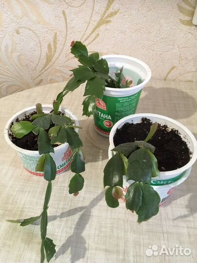 Декабрист шлюмбергера